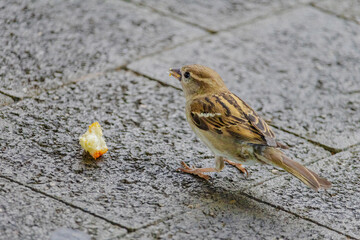 A small bird is eating a piece of orange bread