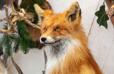 Close-up of a stuffed fox