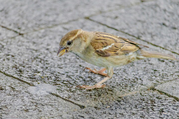 A small bird is eating a piece of orange bread