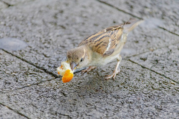 A small bird is eating a piece of orange bread