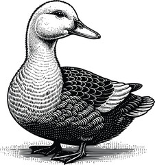 Duck goose silhouette vector png. Vector illustration duck png. transparent background