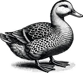 Duck goose silhouette vector png. Vector illustration duck png. transparent background