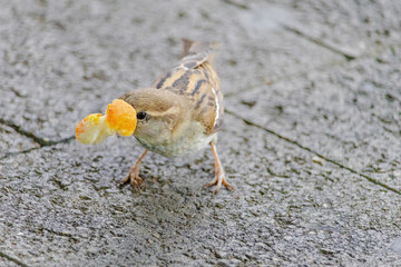 A small bird is eating a piece of orange bread
