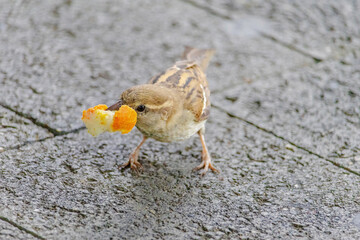 A small bird is eating a piece of orange bread