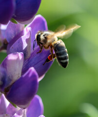 A bee flies on lupine flowers. Macro