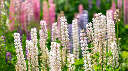 Lupine flowers in nature. Close-up