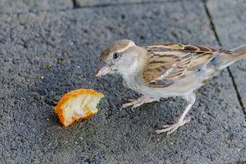 A small bird is eating a piece of orange bread