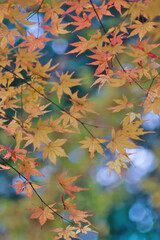 autumn leaves in the wind