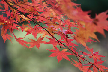 red autumn leaves