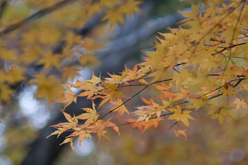 autumn leaves in the forest