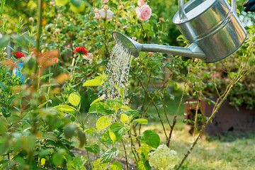 Watering plants in backyard garden, rose hydrangea bushes © Valerii Honcharuk