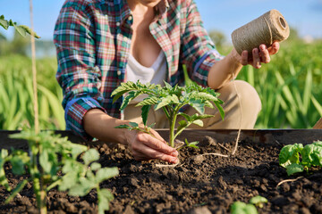 Fototapeta premium Close-up of woman tying tomato plants outdoors in high wooden garden box