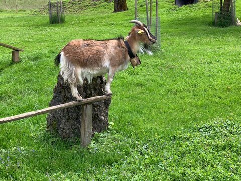 Zwergziege - braune Ziege mit Glocke um den Hals, steht auf Holzzaun, auf gr&uuml;ner Wiese