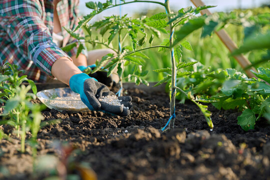 Close up of mineral fertilizers in hands, fertilizing tomato plant
