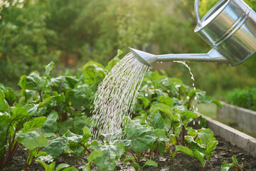 Close-up of watering can in hands watering beet plants