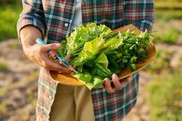 Close-up of green herbs harvest on tray in woman hands, outdoor