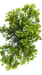 Obraz premium A top-down view of an entire green tree on a white background