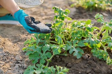 Close up of mineral fertilizers in hands, fertilizing watermelon plant