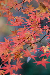 autumn leaves in the forest