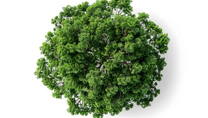 Obraz premium A top-down view of an entire green tree on a white background