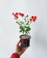 Hand Holding Blooming Red Flower Pot Against White Background