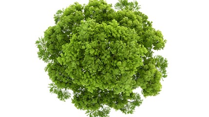 Obraz premium A top-down view of an entire green tree on a white background
