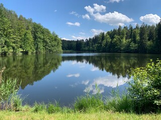 Thalwiler Weiher / Waldweiher von Thalwil bei Gattikon im Sihlwald, Kanton Zürich 