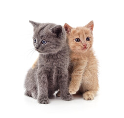 Two small kittens.