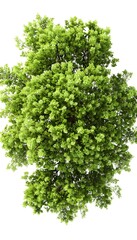 Obraz premium A top-down view of an entire green tree on a white background