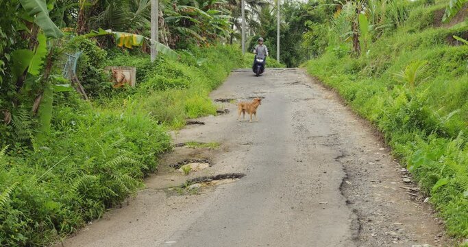 Tourist rides motorcycle on narrow road with large potholes, static camera. Dense tropical greenery all around, dog standing right in middle of street. Man is carefully avoiding defects of pavement.