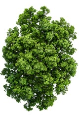 Obraz premium A top-down view of an entire green tree on a white background