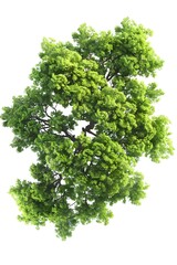 Obraz premium A top-down view of an entire green tree on a white background