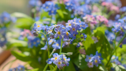 Close up photo of pink and blue Myosotis flowers