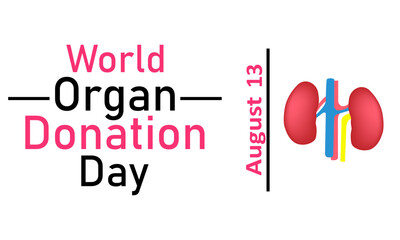 World Organ Donor Day. Vector graphics on a white background. Kidneys on a white background, August 13