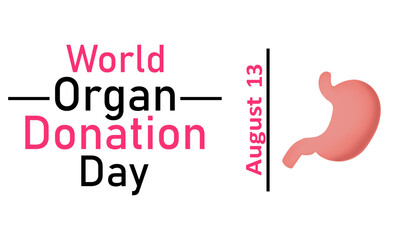 World Organ Donor Day. Vector graphics on a white background. Stomach on a white background, August 13