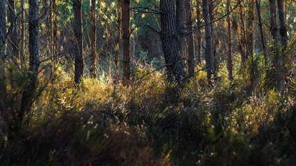 Saison automnale, dans la forêt des Landes de Gascogne