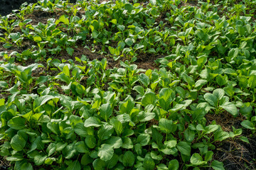 Obraz premium Mustard greens are planted in rice fields