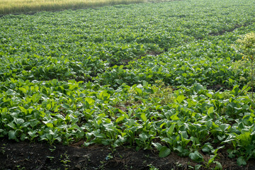 Mustard greens are planted in rice fields