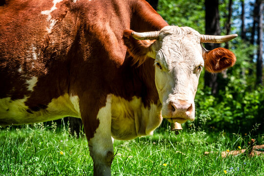 Simmental domestic cow (Bos taurus) grazing in the highlands