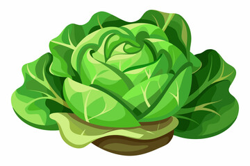 Green cabbage isolated on white background