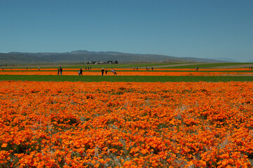 Field of Orange California Poppies