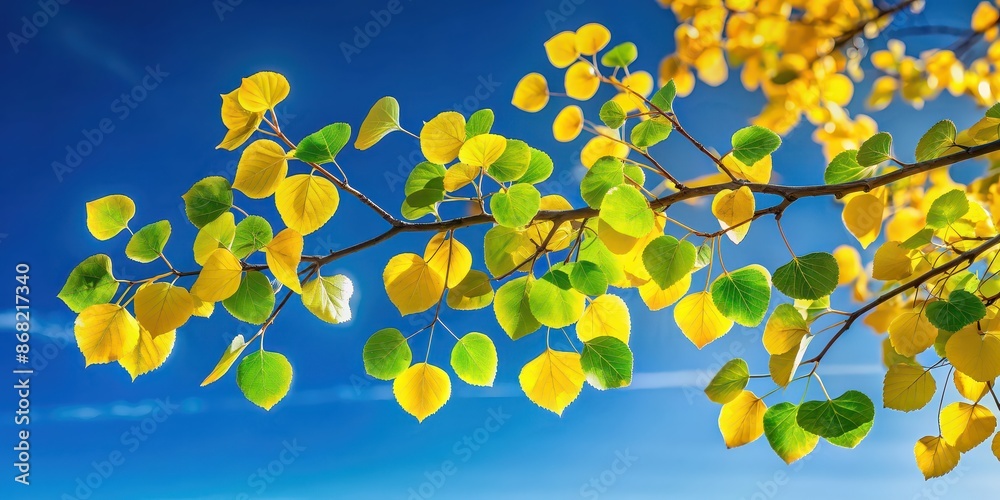 Sticker Aspen tree branch with green yellow leaves against blue sky, Aspen, tree, branch, green, yellow, leaves, blue sky