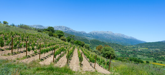 Naklejka premium Vineyard, Cortes de la Frontera, Andalusia, Spain, Europe