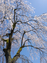 青空に咲く枝垂れ桜