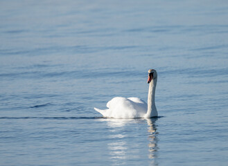 A beautiful swan floating majestically on a sea bay