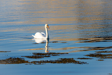 A beautiful swan floating majestically on a sea bay