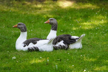 Domestic geese (Anser anser domesticus or Anser cygnoides) family Anatidae. Hanover, Germany.
