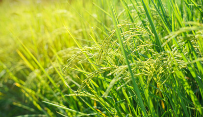 close up ear of rice in paddy field or rice field with light.