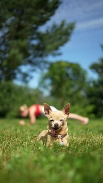 A small dog is lying on the grass, with a blonde European girl doing a plank exercise in the background.