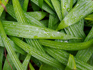 Obraz premium 梅雨の長雨。雨に濡れた葉